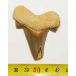dent de requin Carcharocles auriculatus  ( 5.5 cms - 39 )