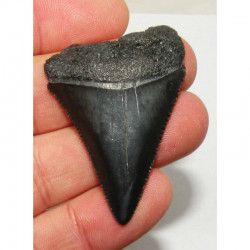 dent de requin Carcharodon carcharias  ( 5.0 cm - 129 )