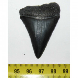 dent de requin Carcharodon carcharias  ( 5.0 cm - 129 )