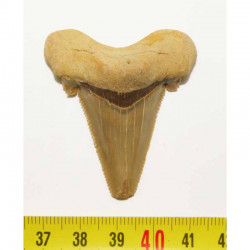 dent de requin Carcharocles auriculatus  ( 4.8 cms - 40 )