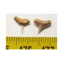 1 dent de requin Synechodus lerichei  ( 001 )