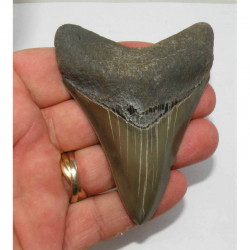 dent de requin Carcharodon megalodon ( 8.8 cms - 220 )