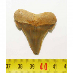 dent de requin Carcharocles auriculatus  ( 4.0 cms - 43 )