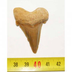 dent de requin Carcharocles auriculatus  ( 4.6 cms - 44 )