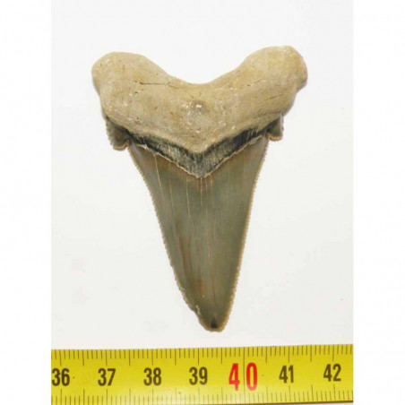 dent de requin Carcharocles auriculatus  ( 6.5 cms - 48 )