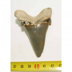 dent de requin Carcharocles auriculatus  ( 6.5 cms - 48 )
