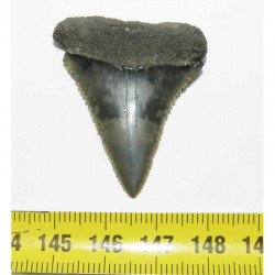 dent de requin Carcharodon carcharias  ( 5.6 cm - 177 )