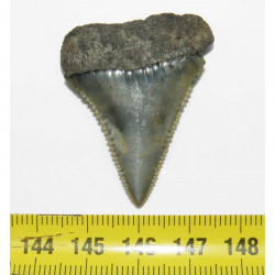 dent de requin Carcharodon carcharias  ( 5.6 cm - 177 )
