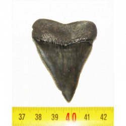 dent de requin Carcharodon carcharias  ( 5.2 cm - 182 )