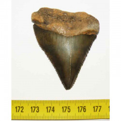 dent de requin Carcharodon carcharias  ( 5.8 cm - 003 )