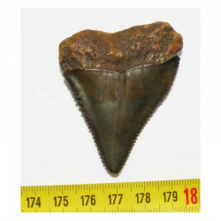 dent de requin Carcharodon carcharias  ( 5.8 cm - 003 )