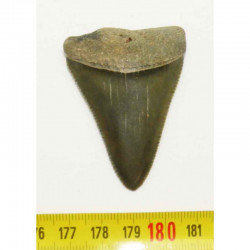 dent de requin Carcharodon carcharias  ( 5.5 cm - 001 )