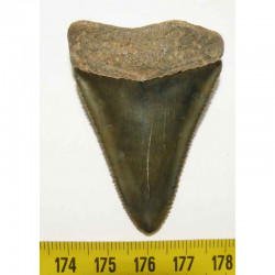 dent de requin Carcharodon carcharias  ( 5.5 cm - 001 )