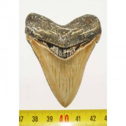 dent de requin Carcharocles chubutensis ( Faluns - 7.0 cms - 004
