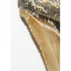 dent de requin Carcharocles chubutensis ( Faluns - 7.0 cms - 004