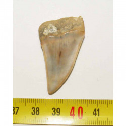 dent de requin Isurus hastalis ( Faluns - 3.9 cms - 003 )