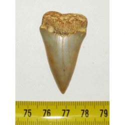dent de requin Isurus hastalis ( Faluns - 4.5 cms - 004 )