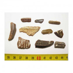 lot de 10 dents fossiles de raie ( Faluns - 002 )