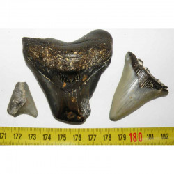 lot de 3 Dents de Requin Carcharodon megalodon ( Faluns - 022 )