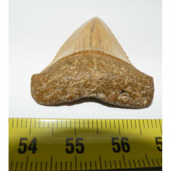 dent de requin Carcharodon carcharias (  4.2 cm - 035 )
