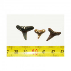 lot de 3 dents fossiles de Carcharinidés ( Faluns - 1 )