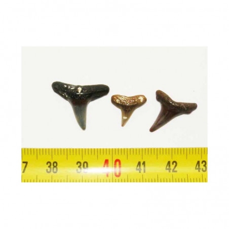 lot de 3 dents fossiles de Carcharinidés ( Faluns - 1 )