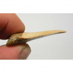 dent de requin Carcharodon carcharias (  4.2 cm - 035 )