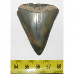 dent de requin Carcharodon carcharias ( 5.2 cm -  022 )