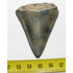 dent de requin Carcharodon carcharias ( 5.2 cm -  022 )