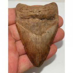 dent de requin Carcharodon megalodon ( 8.9 cms - 227 )