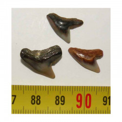 lot de 3 dents fossiles de Galeocerdo Aduncus( Faluns - 003 )