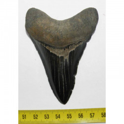dent de requin Carcharodon megalodon ( 9.2 cms - 217 )