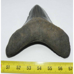 dent de requin Carcharodon megalodon ( 9.2 cms - 217 )