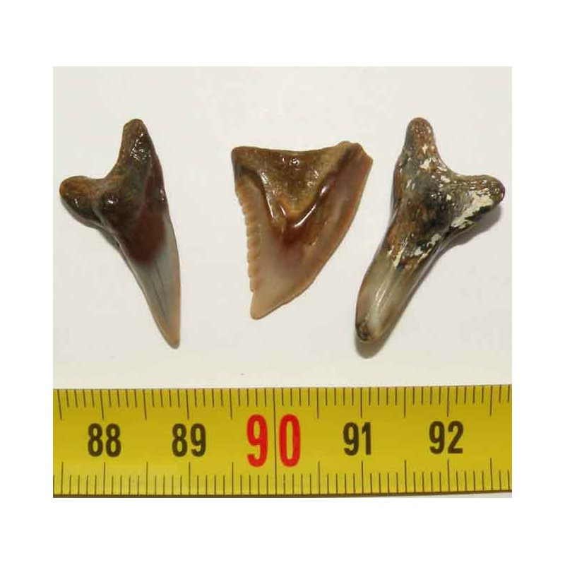 lot de 3 dents fossiles de Hemipristis serra ( Faluns - 003 )