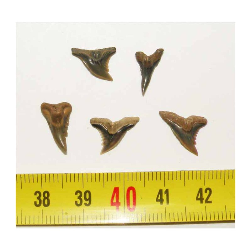 lot de 5 dents fossiles de Hemipristis serra ( Faluns - 002  )