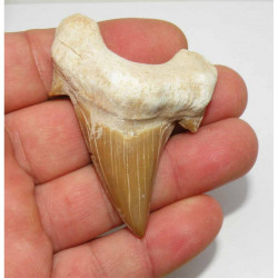 dent Fossile de requin Lamna Obliqua ( 6.6 cms - 018 )