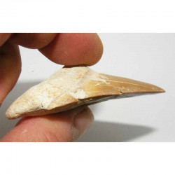 dent Fossile de requin Lamna Obliqua ( 6.6 cms - 018 )