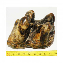 Molaire de gomphotherium - Mastodonte ( Faluns - 006 )
