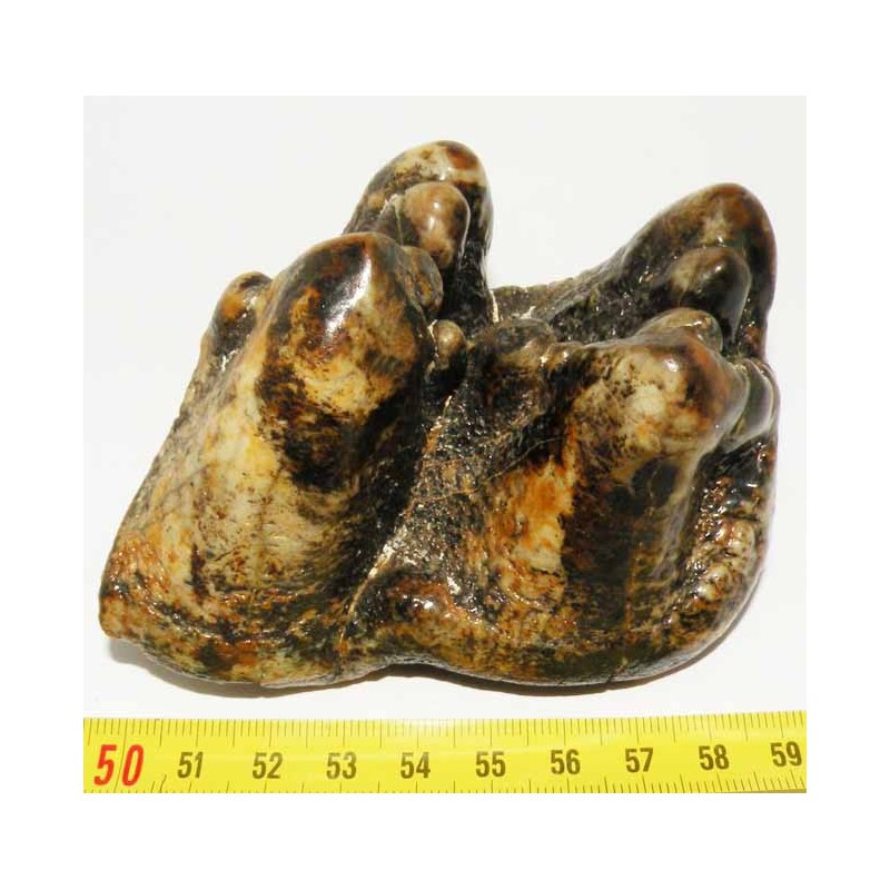 Molaire de gomphotherium - Mastodonte ( Faluns - 006 )