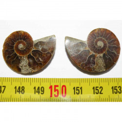 Ammonite de Madagascar Sciée et polie  ( 043 )