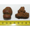 Lot de 2 Coprolithes de Dinosaure (  USA - Washington - 002 )