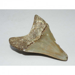 dent de requin Carcharodon megalodon ( Faluns - 6.6 cms - 025 )