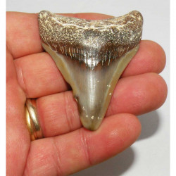 dent de requin Carcharodon megalodon ( Faluns - 6.6 cms - 025 )