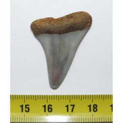 dent de requin Isurus hastalis ( Faluns - 3.7 cms - 015 )