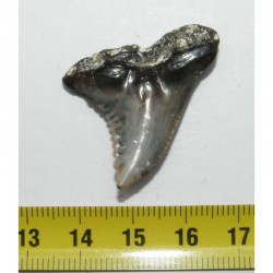 dent de requin d Hemipristis serra  ( Faluns - 3.4 cms -  013 )