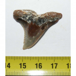 dent de requin d Hemipristis serra  ( Faluns - 3.3 cms - 014 )