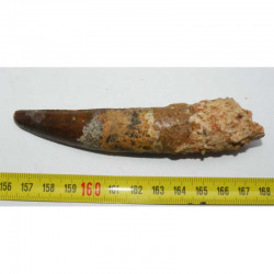 dent dinosaure Spinosaurus Aegypticus ( 11.6 cms - 148 )