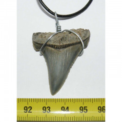 Collier pendentif  dent de requin fossile ( Meg - 056)