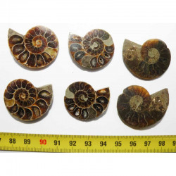 lot de 3 Ammonites de Madagascar Sciées et polies ( 007 )