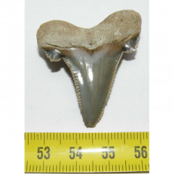 dent de requin Carcharocles auriculatus ( 4.1 cms - 012 )